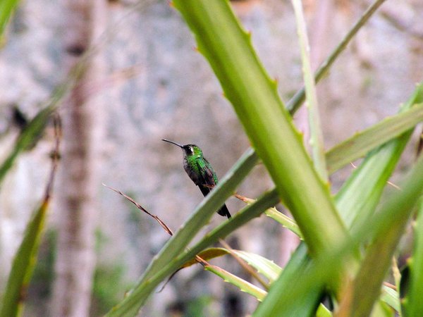 Comment les colibris choisissent-ils les fleurs en fonction de leur teneur en nectar?